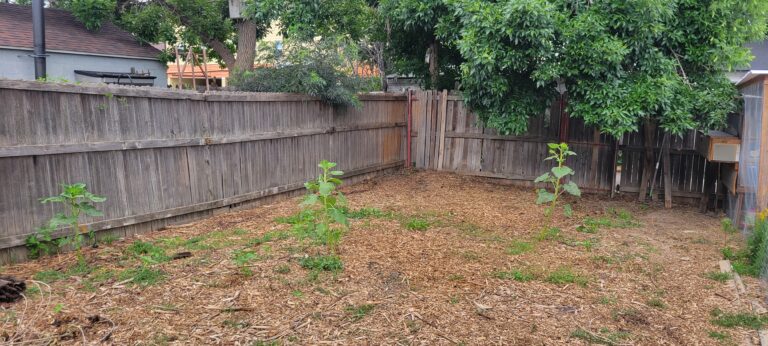 After we removed all the junk, the customer has their yard back!